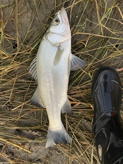 フッコ（ヒラスズキ）の釣果