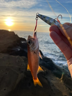 アカムツの釣果