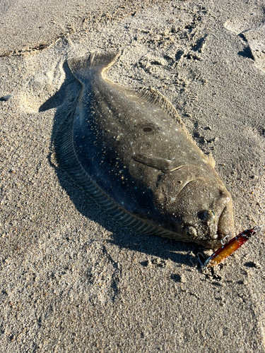 ヒラメの釣果