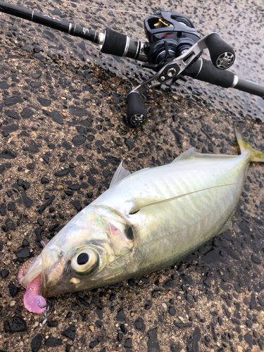 マアジの釣果