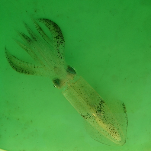 ヒイカの釣果