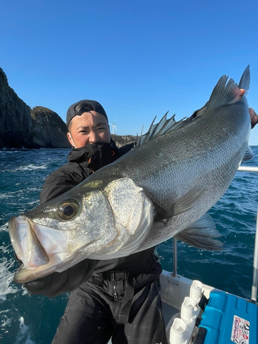 ヒラスズキの釣果