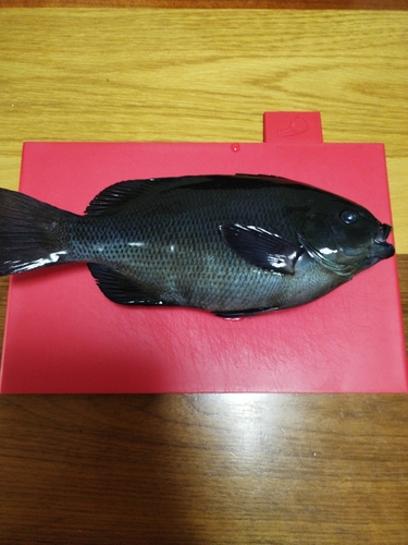 メジナの釣果