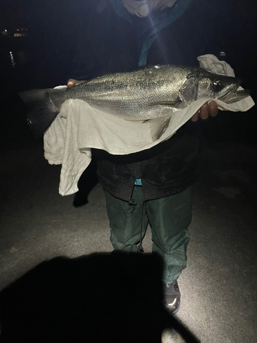 スズキの釣果