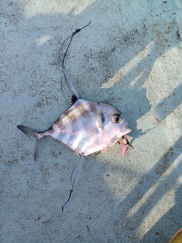 イトヒキアジの釣果