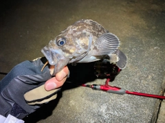 クロソイの釣果