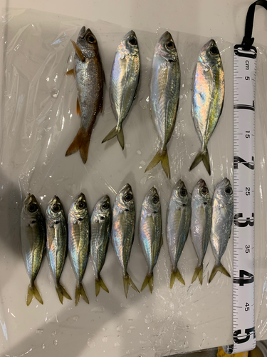 アジの釣果