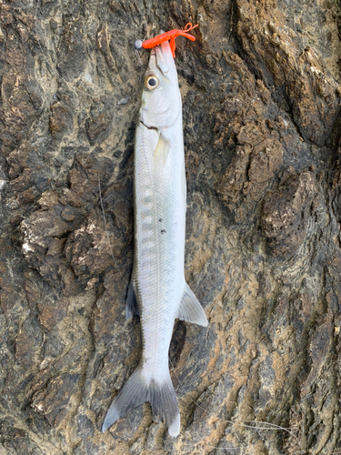 カマスの釣果