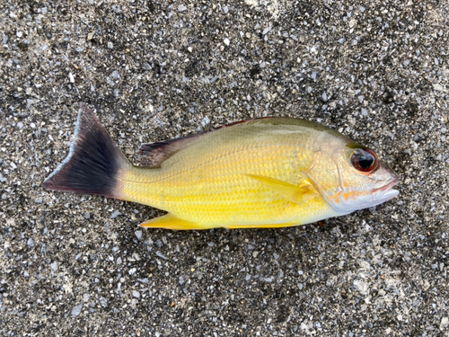 オキフエダイの釣果