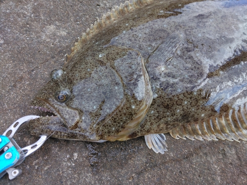 ヒラメの釣果