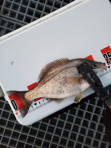 ウミタナゴの釣果