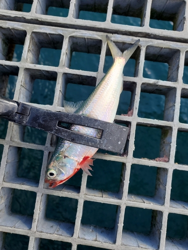 カタボシイワシの釣果