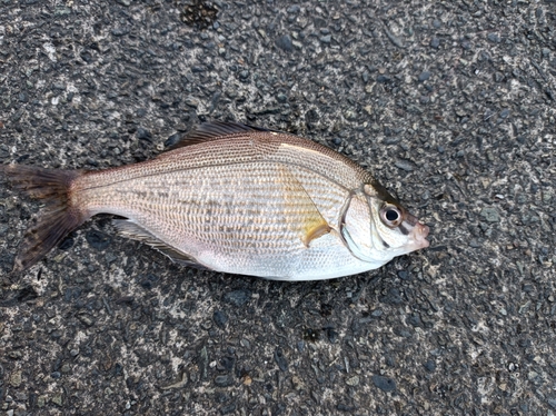 ウミタナゴの釣果