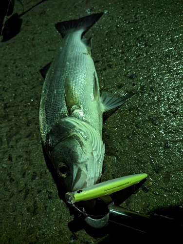 セイゴ（マルスズキ）の釣果