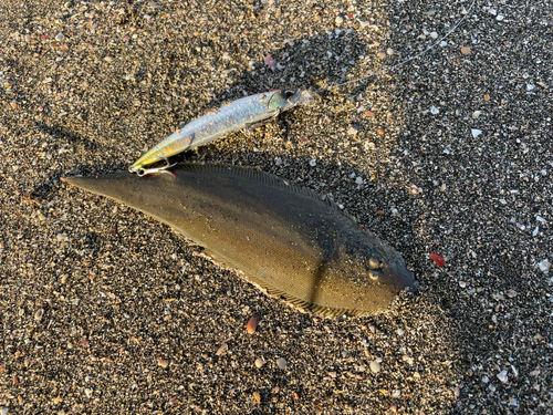 シタビラメの釣果