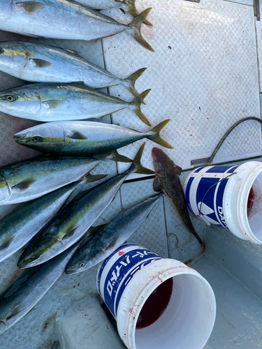 ハマチの釣果