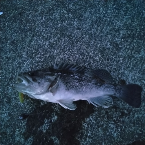 クロソイの釣果