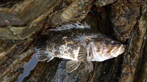 ベッコウゾイの釣果