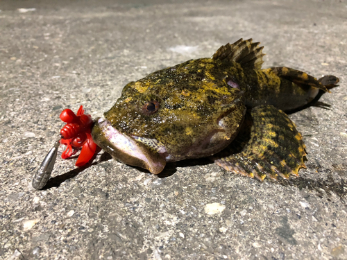 ギスカジカの釣果