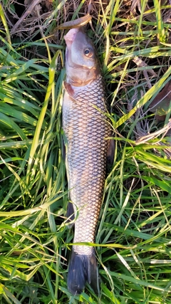 ニゴイの釣果