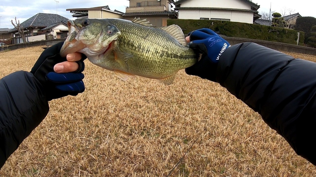 ブラックバス