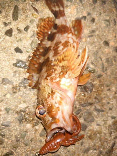 カサゴの釣果