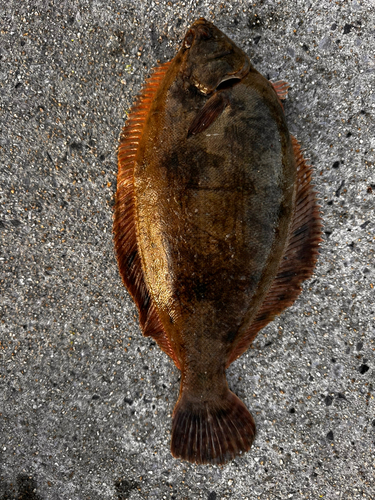 カレイの釣果