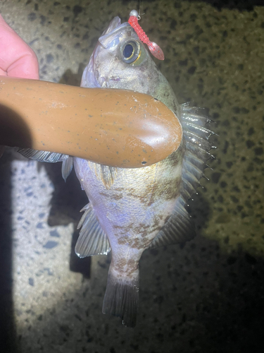 アオメバルの釣果