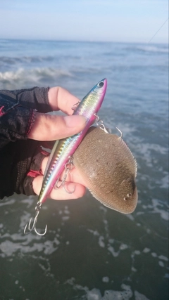 シタビラメの釣果