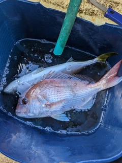 タイの釣果