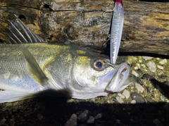 マルスズキの釣果