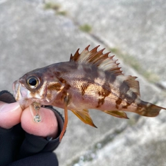 アカメバルの釣果