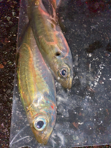 アジの釣果