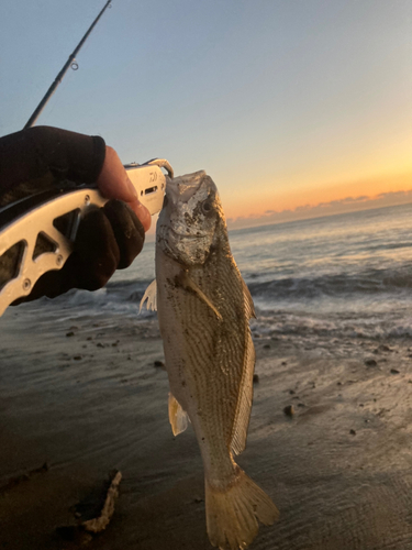 シログチの釣果