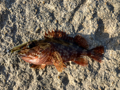 カサゴの釣果