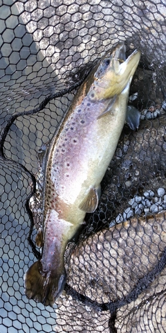 ブラウントラウトの釣果