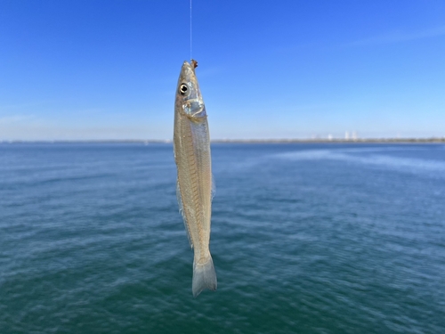 シロギスの釣果