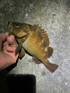 エゾメバルの釣果