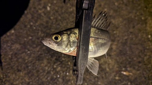 セイゴ（マルスズキ）の釣果