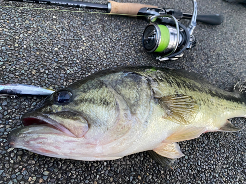 ブラックバスの釣果