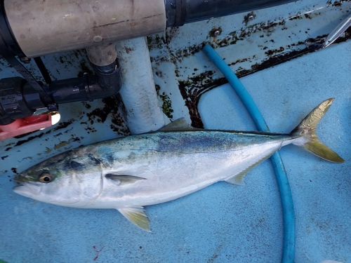 メジロの釣果