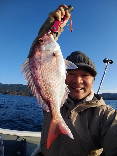 マダイの釣果