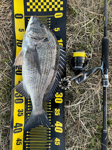 チヌの釣果