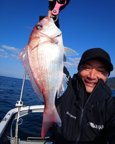 マダイの釣果