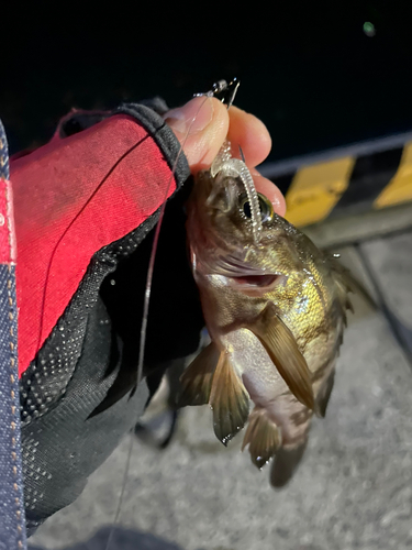 メバルの釣果