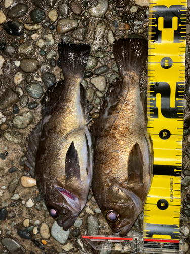 メバルの釣果