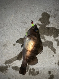 シロメバルの釣果