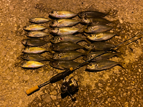 アジの釣果