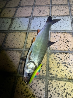 マルタウグイの釣果