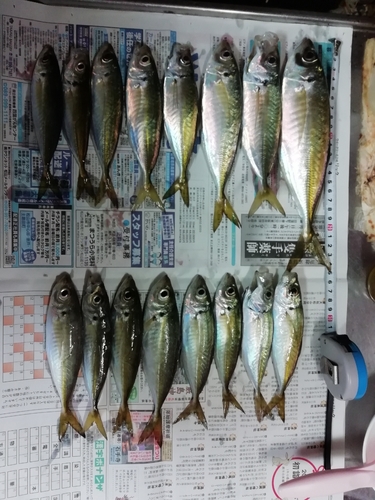 アジの釣果